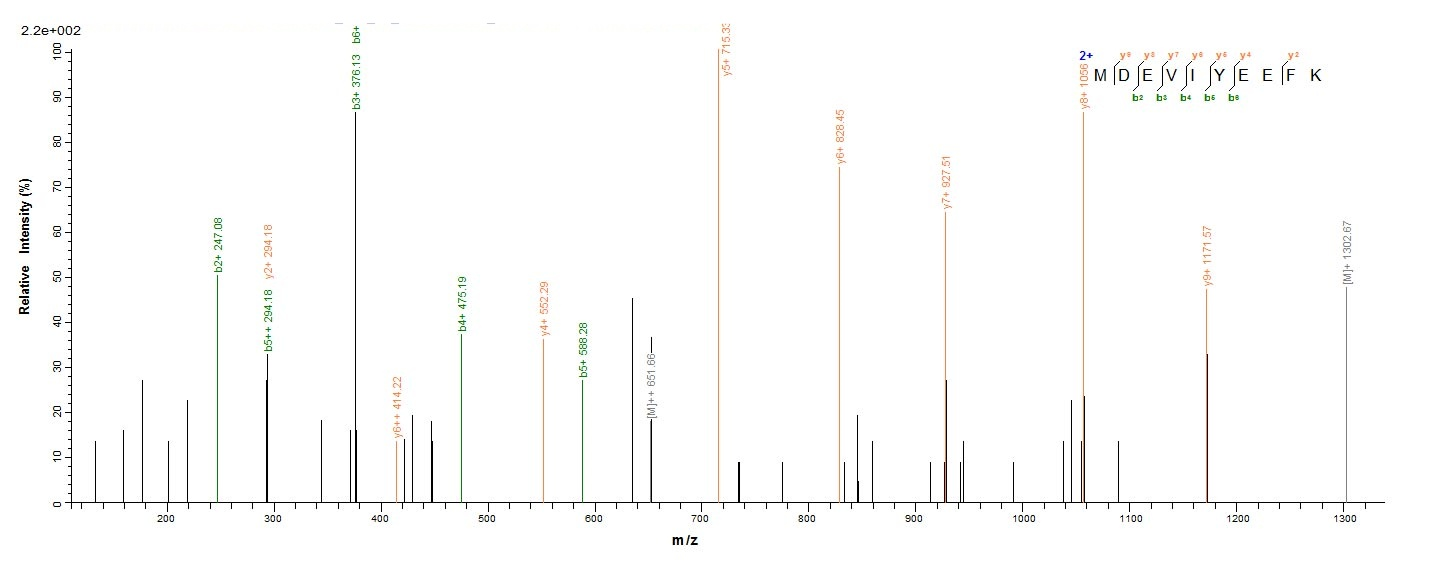 E. coli rho protein