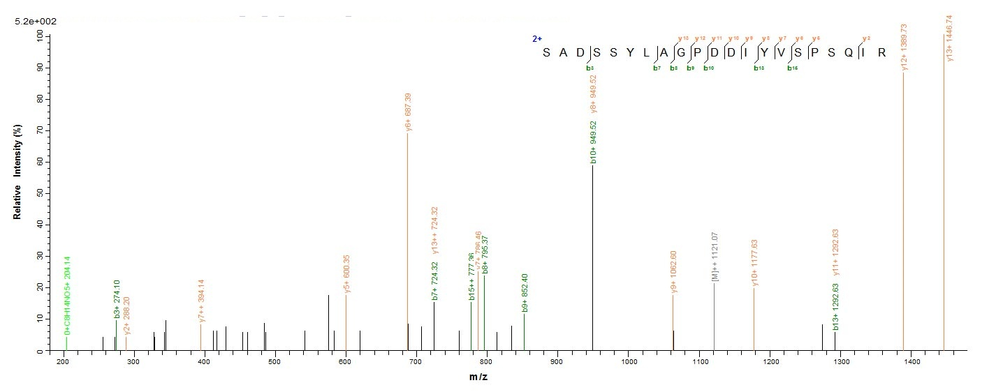 E. coli rho protein