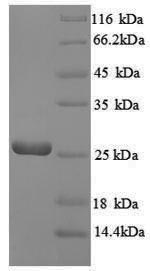 E. coli ribA protein