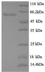 Mouse Angpt2 protein