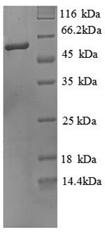 Mouse Alpl protein