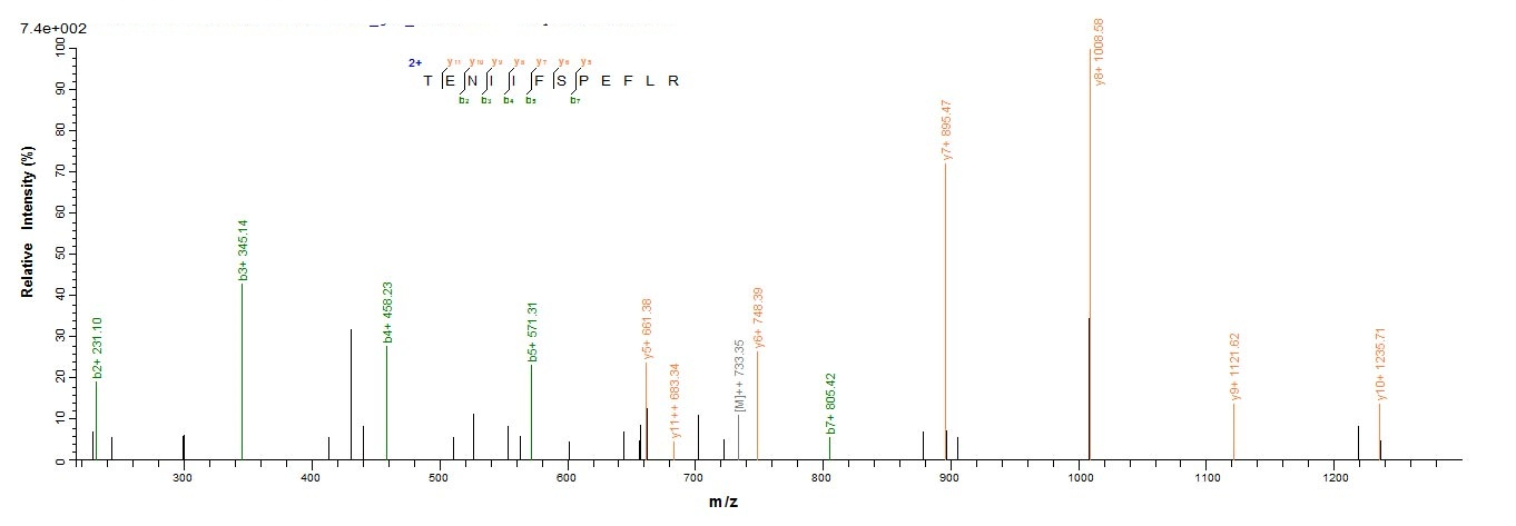 E. coli ugd protein
