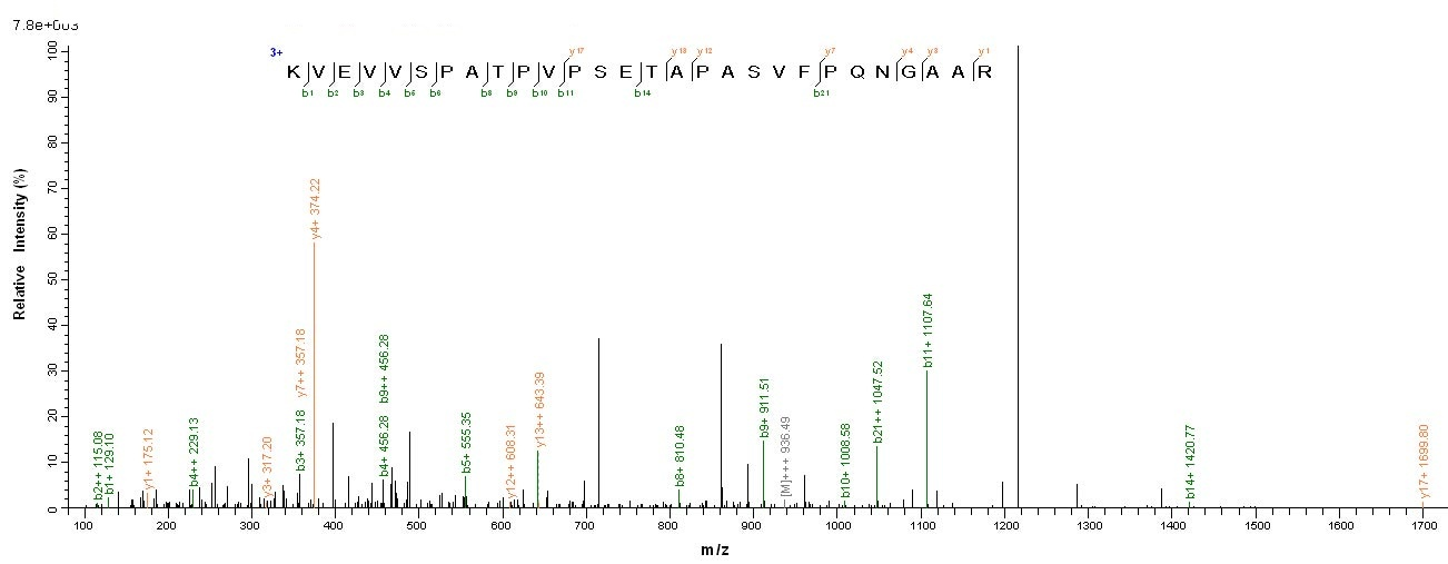 Human KAT5 protein