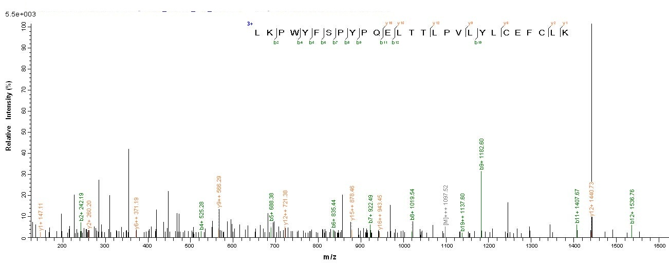 Human KAT5 protein