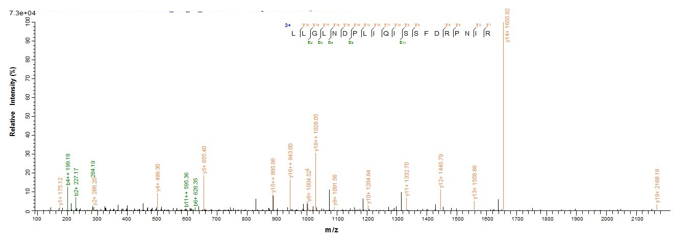 E. coli recQ protein