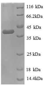 E. coli dcyD protein