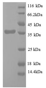 E.coli pol protein