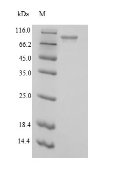 E. coli Phosphoenolpyruvate carboxylase protein
