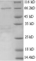 Mouse Alpha 1 Feto protein