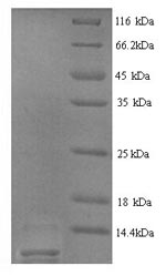 Rat Agtr2 protein