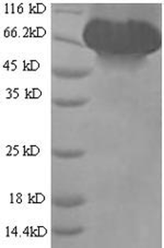 Dog ALB protein