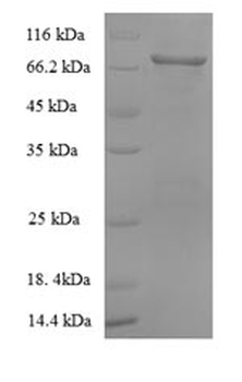 Yeast ALB protein