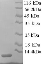 Rat Apoc3 protein