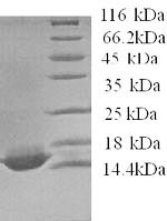 Human APOC4 protein