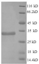 Mouse Apolipoprotein E protein