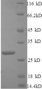 Mouse C1ql1 protein