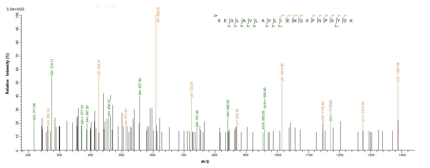 Human CA12 protein