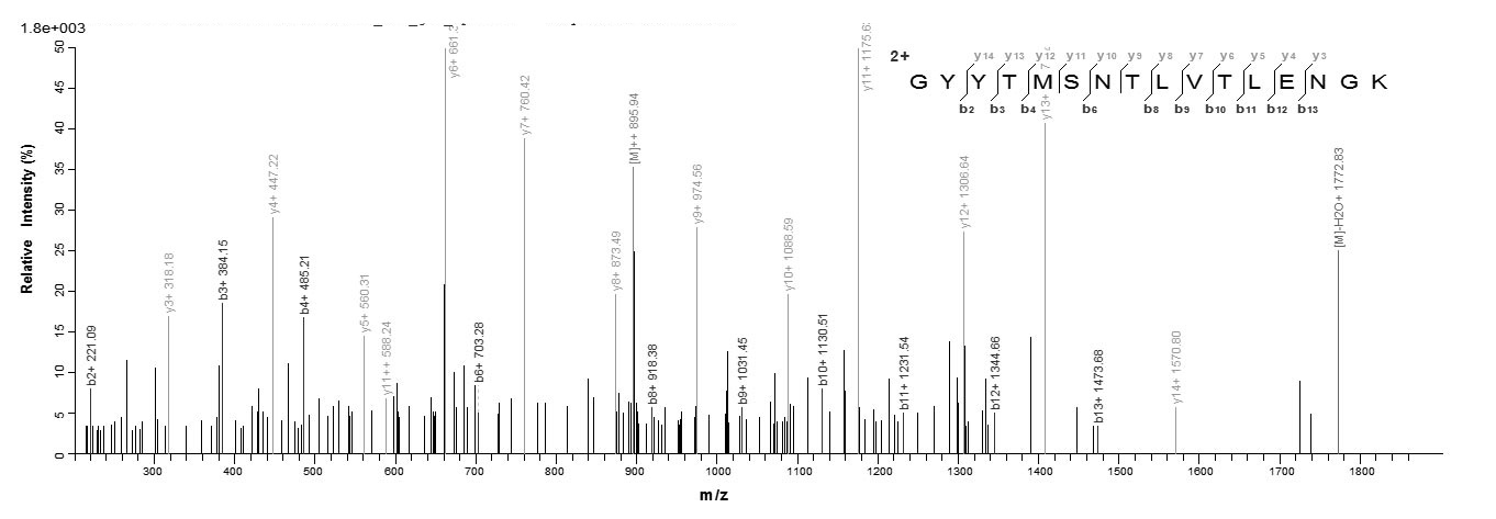 Rabbit CD40LG protein