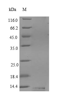 Human CD59 protein
