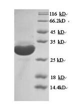 Mouse Cd68 protein