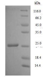 Human CD7 protein