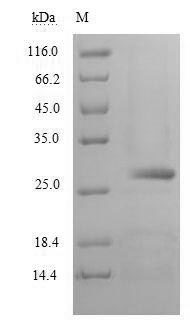 Human CELA2A protein