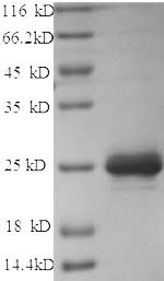 Dog Mast Cell Chymase protein