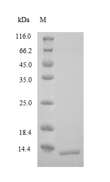 Human CRHR1 protein