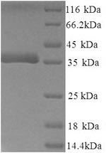 Mouse Dcn protein
