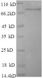 Rat DPP6 protein