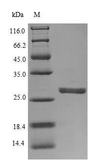 Human Neutrophil Elastase protein