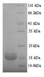 Pig EPO protein