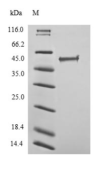 Human ERG protein