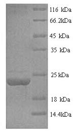 Human FASLG protein