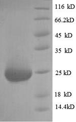 Rat Fgf23 protein