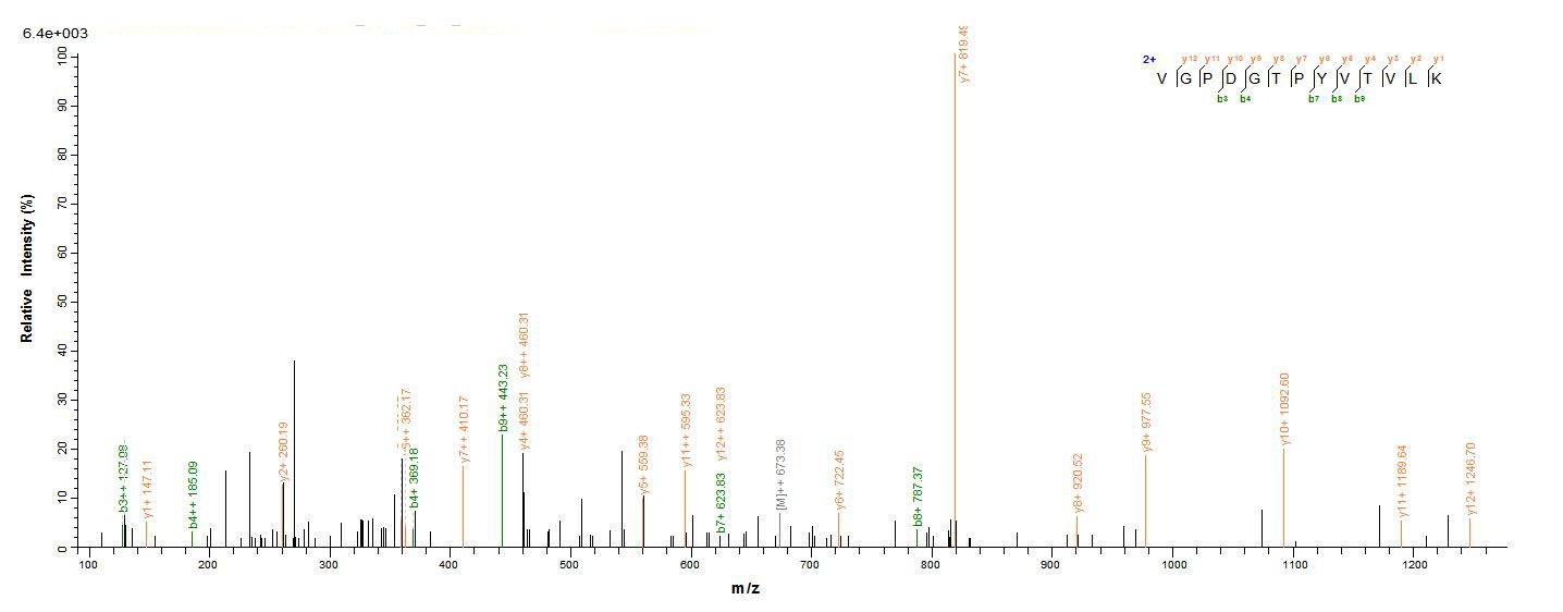 Human FGFR3 protein