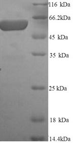 Rat GPC3 protein