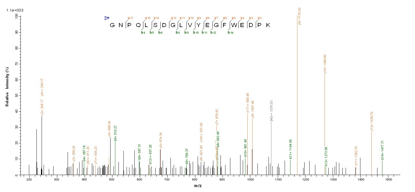 Human IDO protein