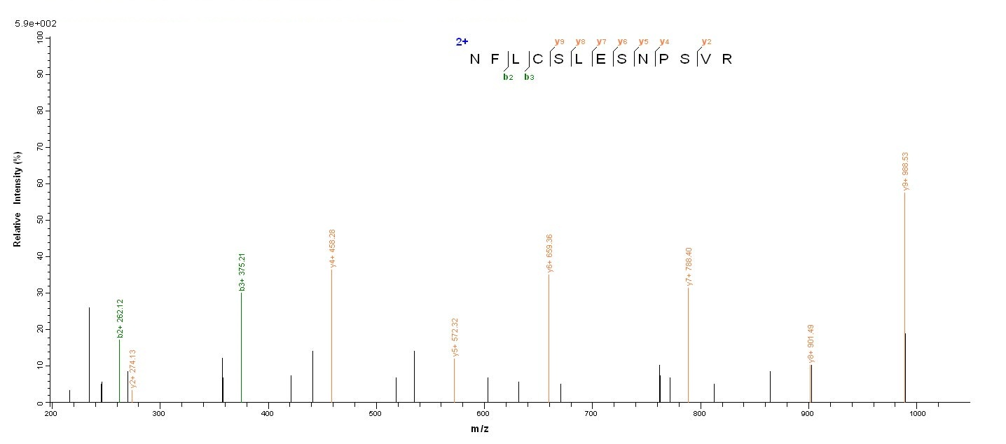 Human IDO protein