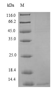 Human IFI6 protein