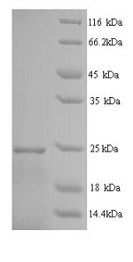Human IFNA14 protein