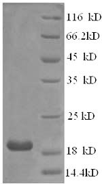 Human IFNA21 protein