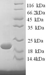 Sheep IFNG protein