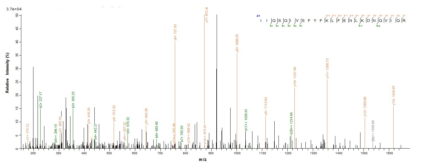Sheep IFNG protein