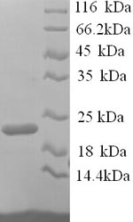 Mouse Itgal protein
