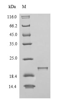 Human ITGAV protein