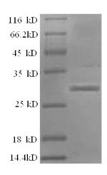 Rat Klkb1 protein