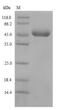 Mouse Lilrb3 protein