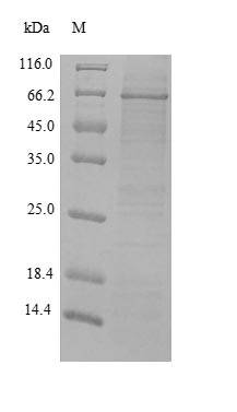Rat Mmp2 protein