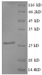 Rat Mybpc3 protein
